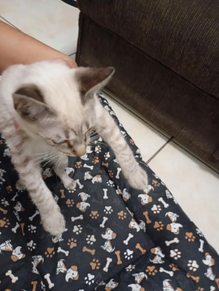 Gato raça Siamês idade 2 a 6 meses nome Jurema 