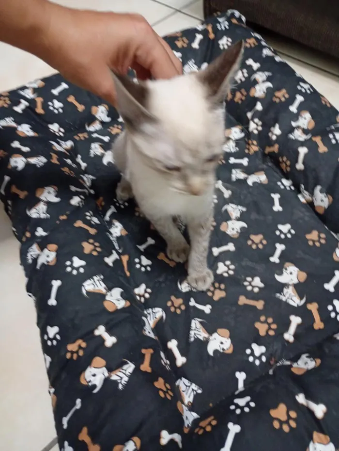 Gato raça Siamês idade 2 a 6 meses nome Jurema 