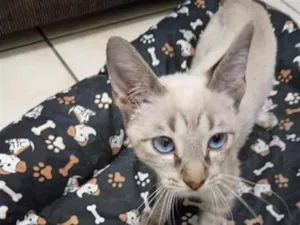Gato raça Siamês idade 2 a 6 meses nome Jurema 
