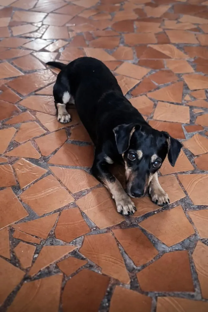 Cachorro raça SRD-ViraLata idade 1 ano nome Sandy