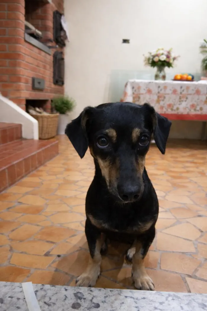 Cachorro raça SRD-ViraLata idade 1 ano nome Sandy