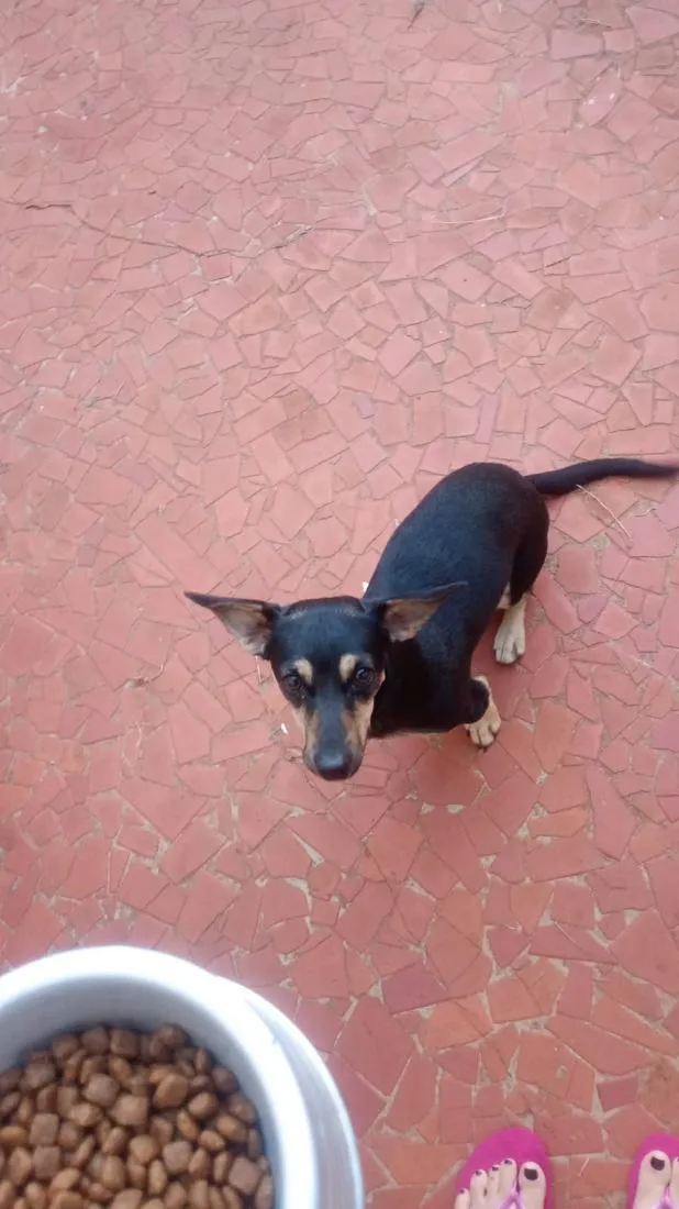 Cachorro raça SRD-ViraLata idade 1 ano nome Sandy