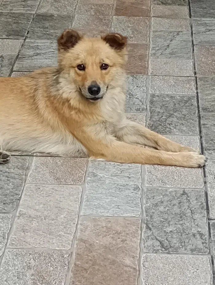 Cachorro raça SRD-ViraLata idade 2 anos nome Amora