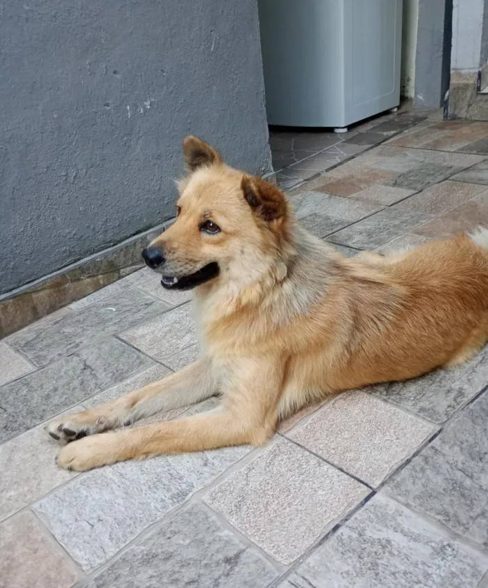 Cachorro raça SRD-ViraLata idade 2 anos nome Amora