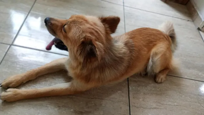Cachorro raça SRD-ViraLata idade 2 anos nome Amora