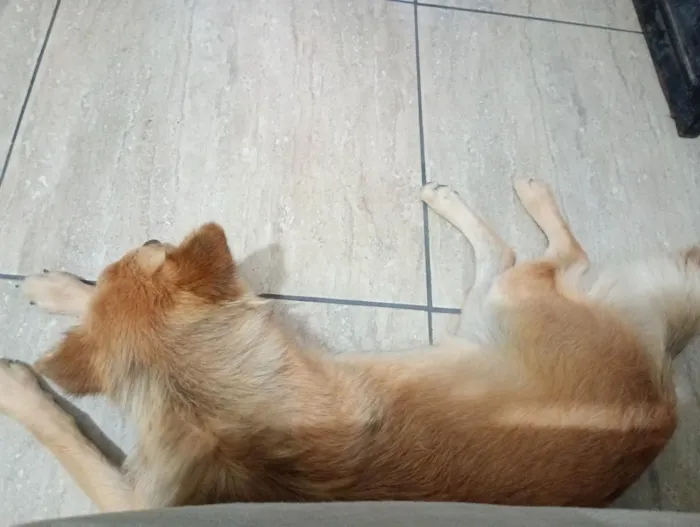 Cachorro raça SRD-ViraLata idade 2 anos nome Amora