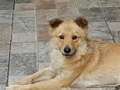 Cachorro raça SRD-ViraLata idade 2 anos nome Amora