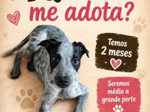 Cachorro raça SRD-ViraLata idade 2 a 6 meses nome pirata