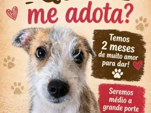 Cachorro raça SRD-ViraLata idade 2 a 6 meses nome pingo 
