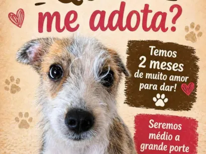 Cachorro raça SRD-ViraLata idade 2 a 6 meses nome pingo 