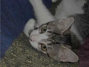 Gato raça SRD-ViraLata idade 2 a 6 meses nome bilu