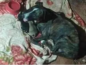 Cachorro raça SRD-ViraLata idade 2 anos nome clotilde