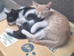 Gato raça SRD-ViraLata idade Abaixo de 2 meses nome gatinhos 