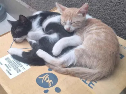 Gato raça SRD-ViraLata idade Abaixo de 2 meses nome gatinhos 