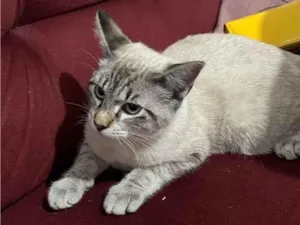Gato raça SRD-ViraLata idade 7 a 11 meses nome Sem nome