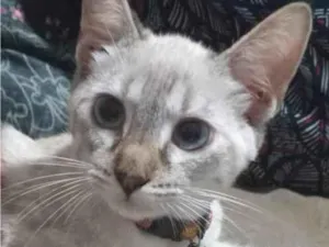 Gato raça SRD-ViraLata idade 2 a 6 meses nome Luiza