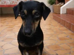 Cachorro raça SRD-ViraLata idade 1 ano nome Sandy