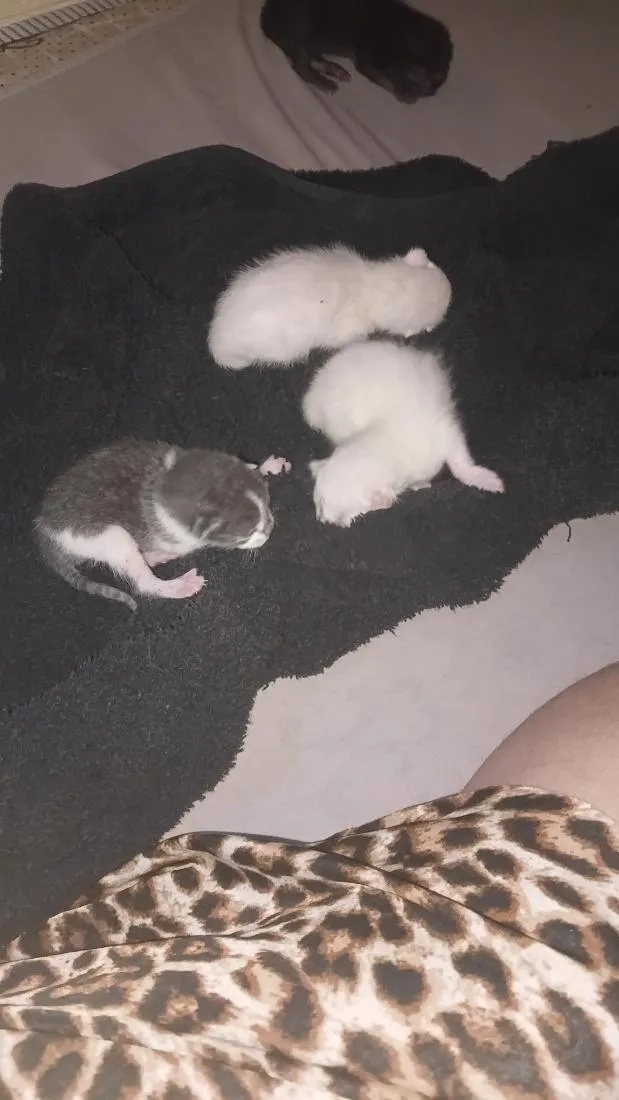 Gato raça SRD-ViraLata idade Abaixo de 2 meses nome branca zonza e lili