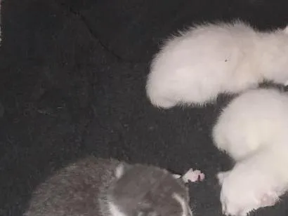 Gato raça SRD-ViraLata idade Abaixo de 2 meses nome branca zonza e lili