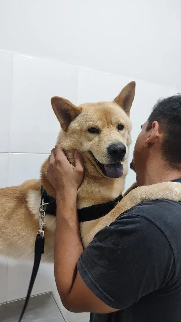 Cachorro raça SRD-ViraLata idade 1 ano nome Fred