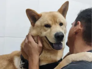 Cachorro raça SRD-ViraLata idade 1 ano nome Fred