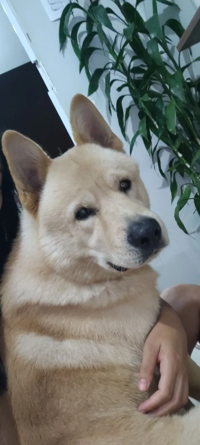Cachorro raça SRD-ViraLata idade 1 ano nome Fred