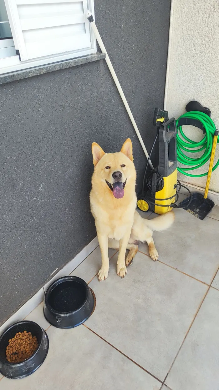 Cachorro raça SRD-ViraLata idade 1 ano nome Fred