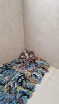 Gato