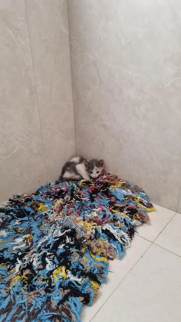 Gato raça SRD-ViraLata idade 2 a 6 meses nome Gato