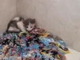 Gato
