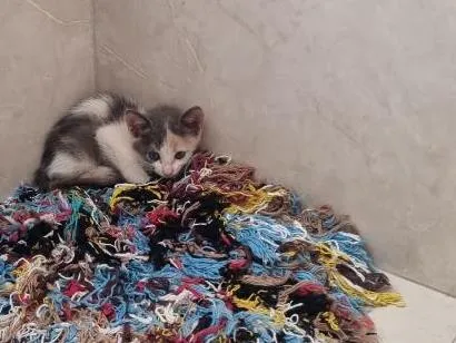 Gato raça SRD-ViraLata idade 2 a 6 meses nome Gato