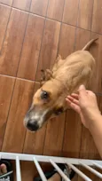 maya
