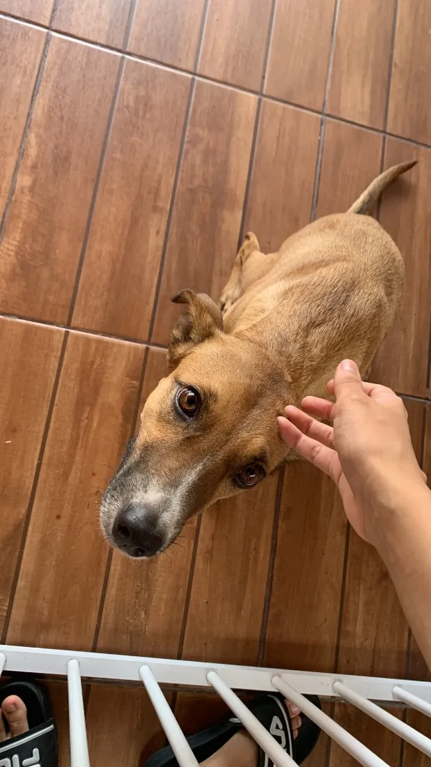 Cachorro raça SRD-ViraLata idade 2 anos nome maya