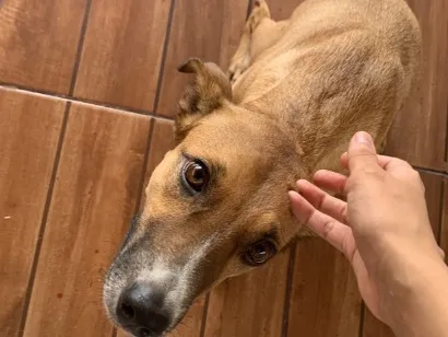 Cachorro raça SRD-ViraLata idade 2 anos nome maya