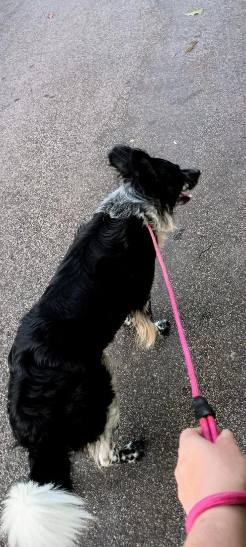 Cachorro raça SRD-ViraLata idade 3 anos nome Jake