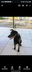 Lobinha