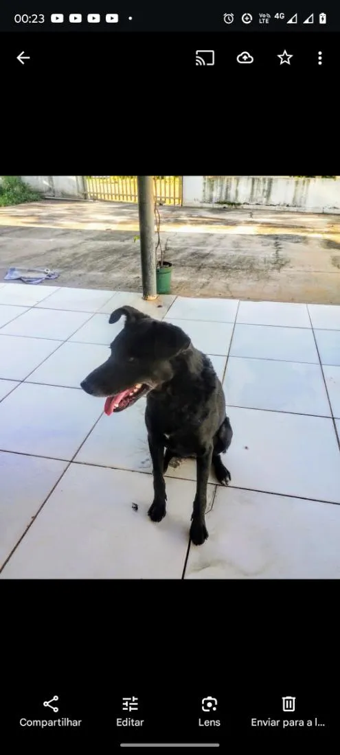 Cachorro raça SRD-ViraLata idade 3 anos nome Lobinha