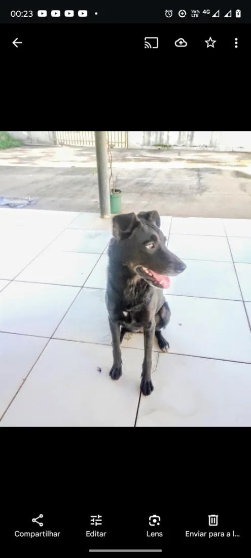 Cachorro raça SRD-ViraLata idade 3 anos nome Lobinha