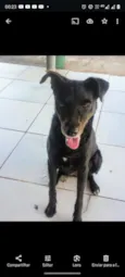 Lobinha