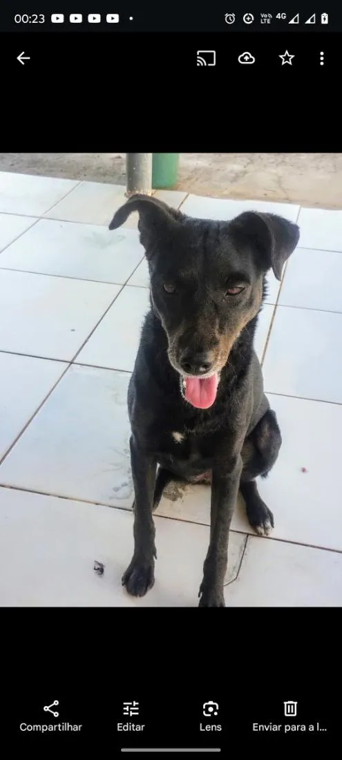 Cachorro raça SRD-ViraLata idade 3 anos nome Lobinha