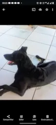 Lobinha
