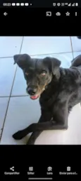 Lobinha