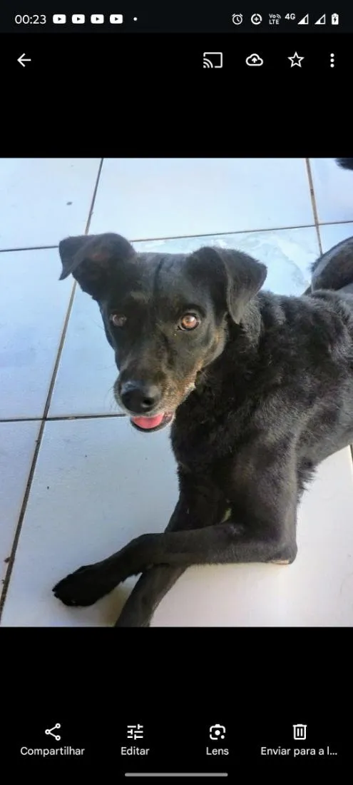 Cachorro raça SRD-ViraLata idade 3 anos nome Lobinha