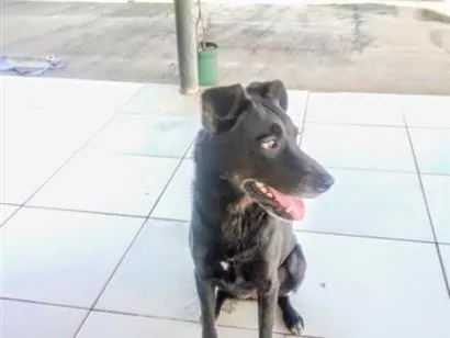Cachorro raça SRD-ViraLata idade 3 anos nome Lobinha