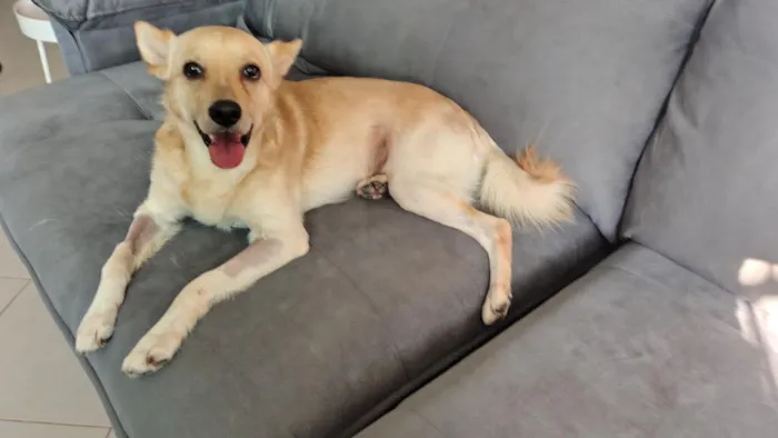 Cachorro raça SRD-ViraLata idade 2 anos nome Mushu