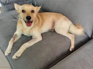 Cachorro raça SRD-ViraLata idade 2 anos nome Mushu