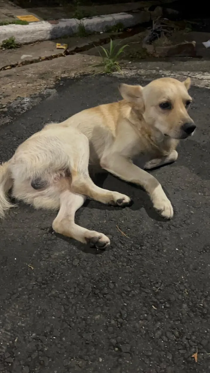 Cachorro raça SRD-ViraLata idade 2 anos nome Mushu