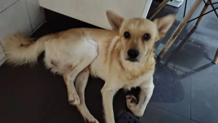 Cachorro raça SRD-ViraLata idade 2 anos nome Mushu