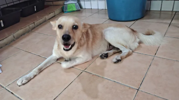 Cachorro raça SRD-ViraLata idade 2 anos nome Mushu