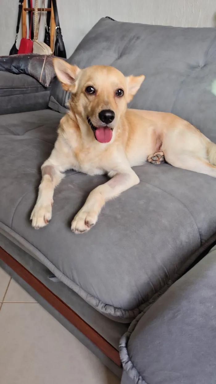 Cachorro raça SRD-ViraLata idade 2 anos nome Mushu